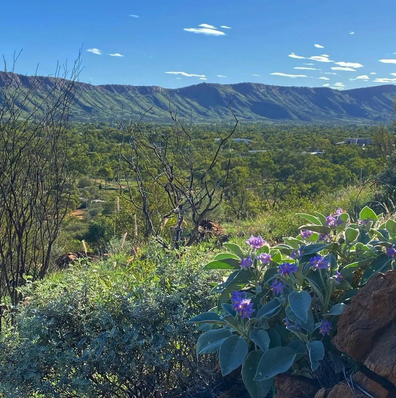Queen City Project | Why Do People Visit Alice Springs? Alice Springs Botanic Garden