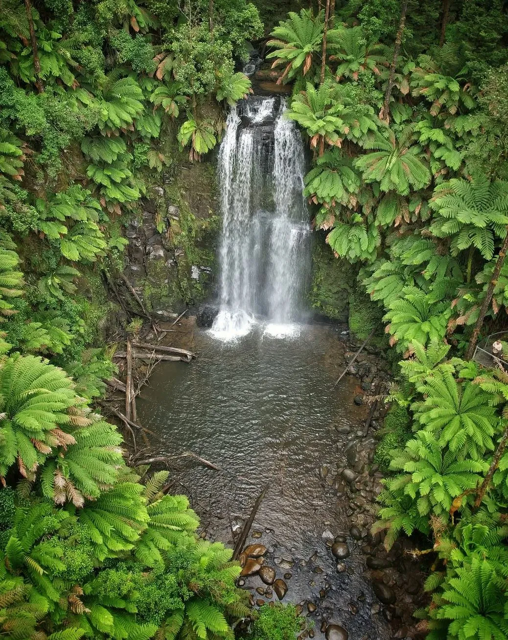Queen City Project | Can I Do the Great Ocean Road in One Day? Great Otway National Park