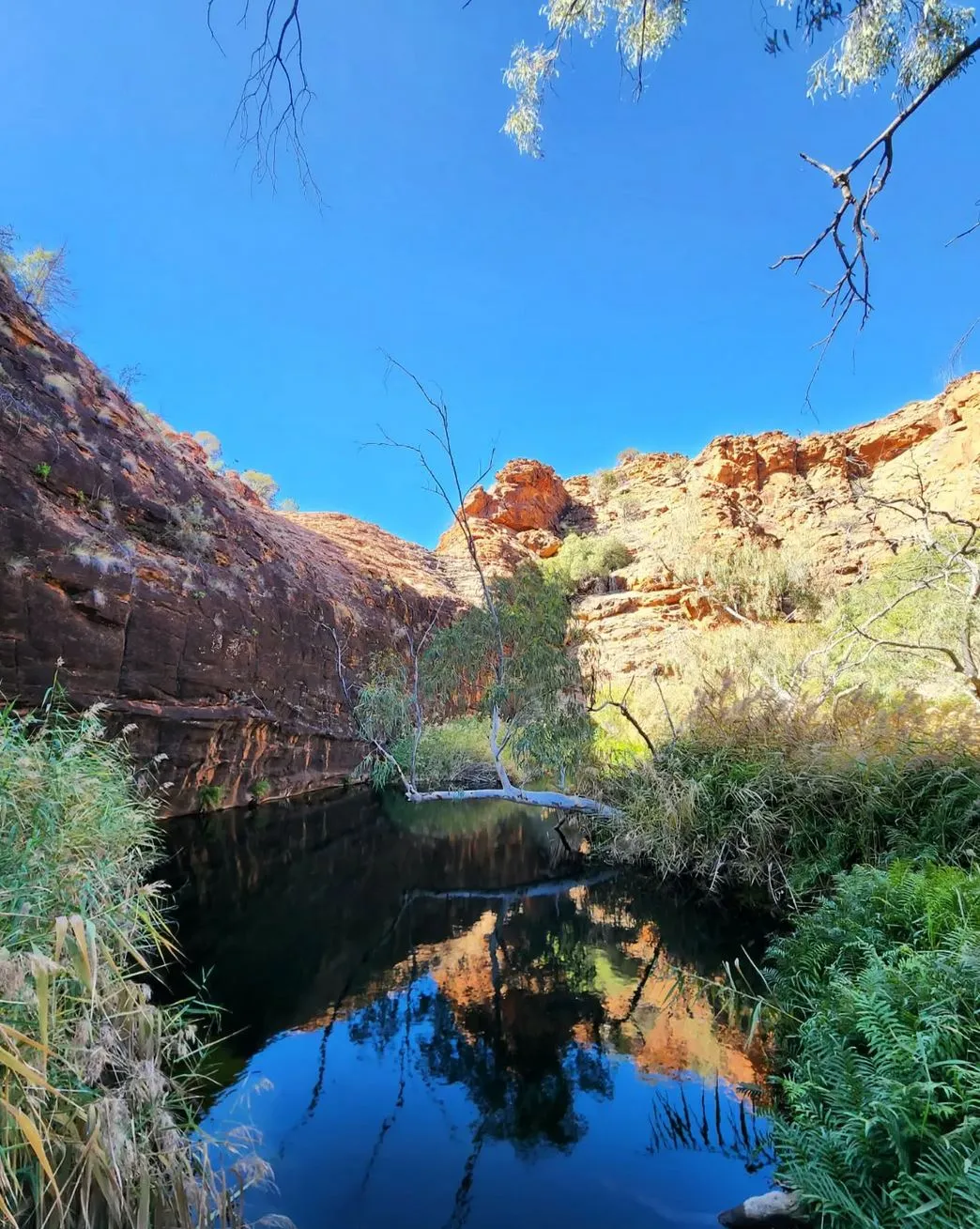 Queen City Project | Why is Kings Canyon, Watarrka National Parkso famous? Kathleen Springs