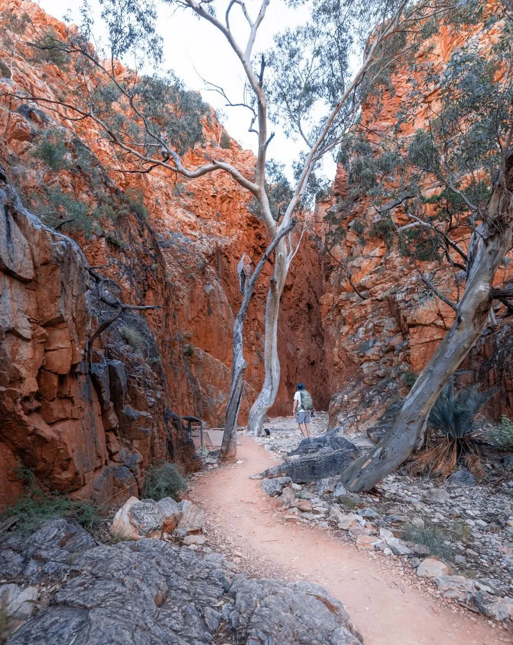Queen City Project | Why Do People Visit Alice Springs? MacDonnell Ranges