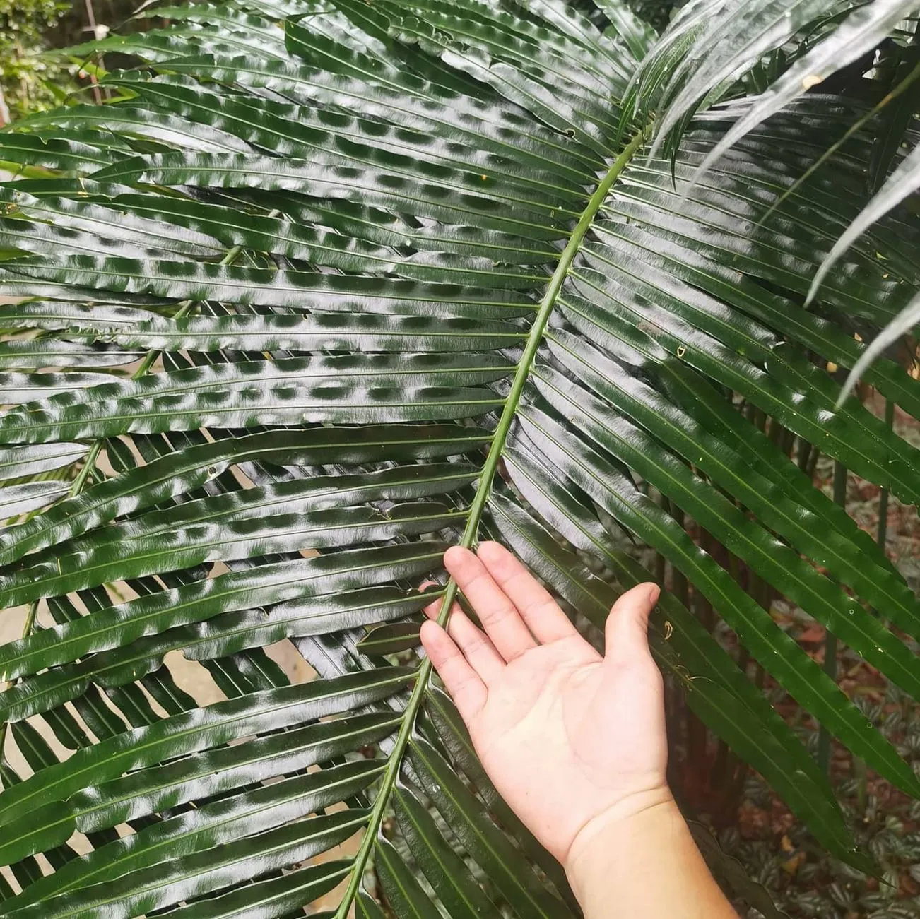 Queen City Project | Why is Kings Canyon, Watarrka National Parkso famous? cycads Mereenie Sandstone